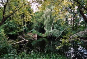 Sumpf nahe Krosno/Republik Polen