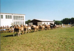 Der grosse Mehrsp�nner